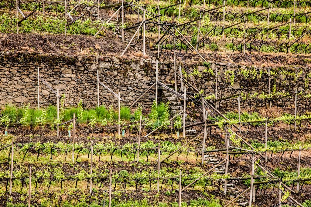 Apartmán Der Ladurner Hof - Wohnen Am Weinberg Merano Exteriér fotografie